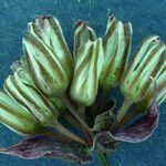 Allium obtusum Květ