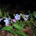 Pulmonaria angustifolia Flor