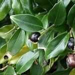 Sarcococca orientalis Fruit