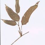 Ischnosiphon puberulus Hoja