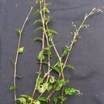 Callisia monandra Other