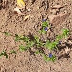 Lysimachia foeminaFlower