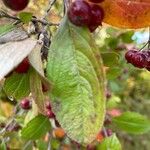 Aronia arbutifolia Feuille