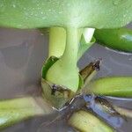 Eichhornia crassipes Rhisgl