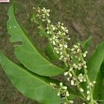 Citronella macrocarpa Flor