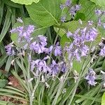 Hyacinthoides × massartiana Kukka