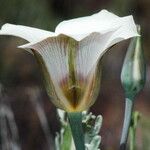 Calochortus bruneaunis Fiore