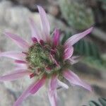 Astragalus glaux Kvet