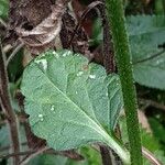 Betonica officinalis Leaf