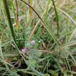 Teucrium scordium Квітка