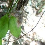 Merremia aegyptia Fruit