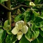 Cornus kousa Flower