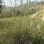 Elytrigia juncea Хабит