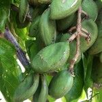 Pongamia pinnata Fruit