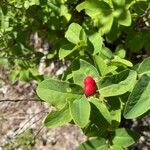 Lonicera canadensis Fruit