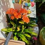 Clivia miniata पत्ता