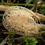 Echinocystis lobata Fruit