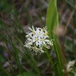 Clintonia umbellulata Blomst