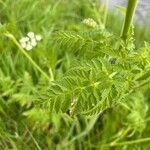 Anthriscus sylvestris Blatt