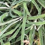 Phlomis lychnitis Leaf