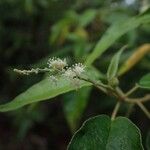 Croton flavens Flower