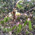 Corylopsis pauciflora Altres