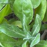 Calendula stellata Leaf