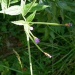 Epilobium alpestre Deilen