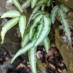 Pteris cretica Blad