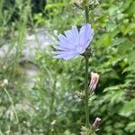 Cichorium endiviaFlower