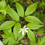 Anemone trifolia Levél