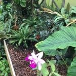 Cattleya intermedia Bloem