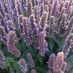 Agastache rugosa Flower