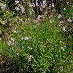 Oenothera gaura عادت