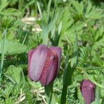 Fritillaria tubaeformis Õis