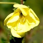 Oenothera stricta Blüte