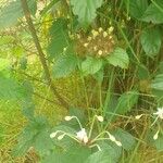 Clerodendrum indicum Blad