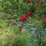 Sambucus racemosa Φρούτο