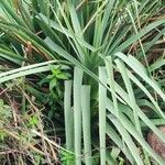 Eryngium pandanifoliumЛисток