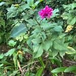 Dahlia tenuicaulis 整株植物