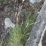 Brachypodium phoenicoides অভ্যাস