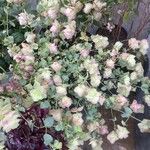Origanum rotundifolium Flower
