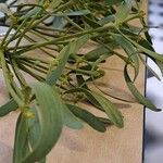 Viscum album Feuille