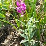 Polygala molluginifolia Costuma