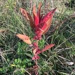 Acalypha virginicaFloro