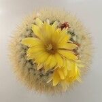 Parodia microsperma Flor