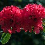 Rhododendron delavayi Çiçek