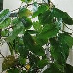 Philodendron hederaceum Συνήθη χαρακτηριστικά