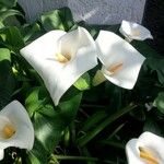Zantedeschia aethiopica Blüte