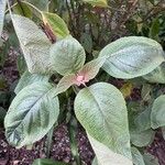 Plectranthus ecklonii Blad